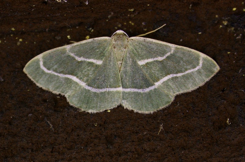 Hylaea fasciaria